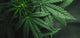 Cannabistee – Hanftee