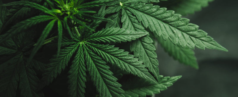 CBD