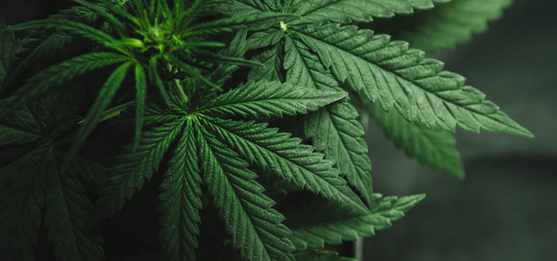 CBD